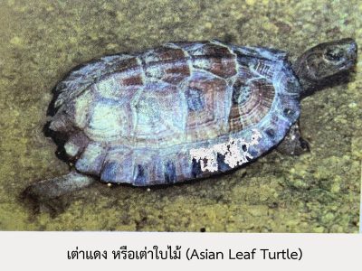 Asian-Leaf-Turtle