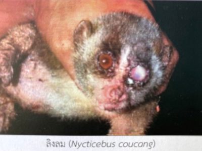 Nycticebus-coucang