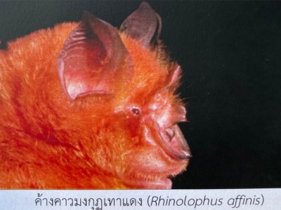 Rhinolophus-affinis