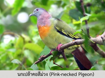 pink-necked-pegeon
