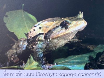 Brachytarsophrys-carinensis