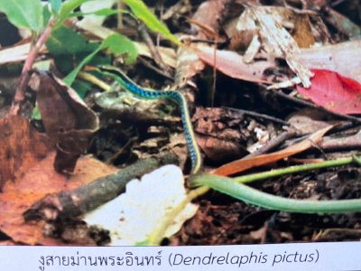 Dendrelaphis-pictus