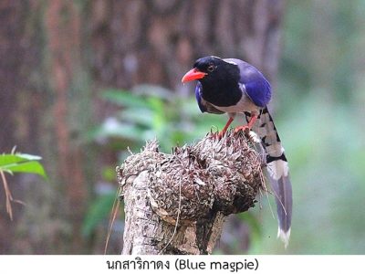 bluemagpie