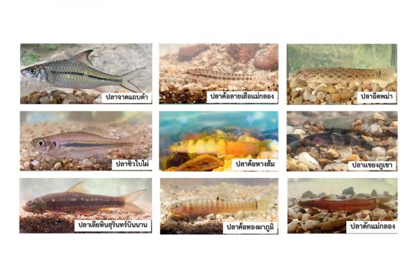 fishes