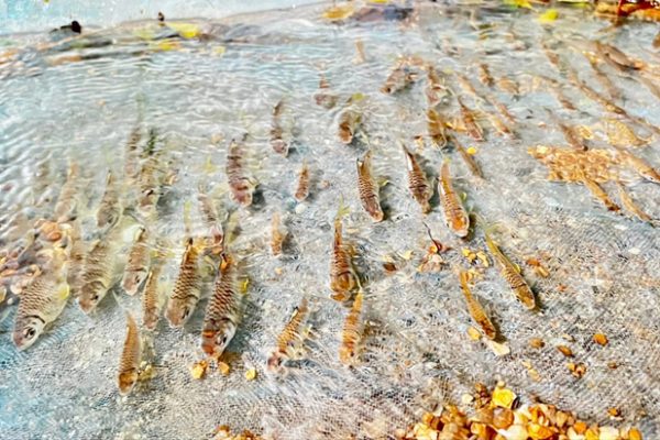 fishes01