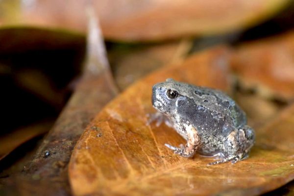 frog