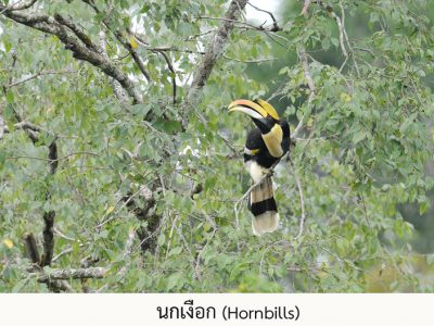 hornbills