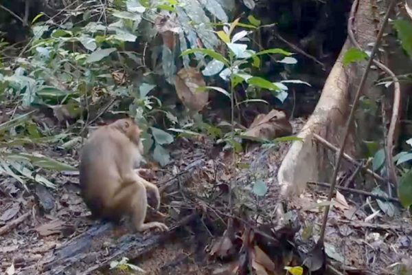 monkey
