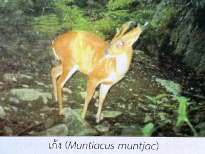 muntjac