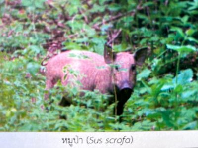 sus-scrofa
